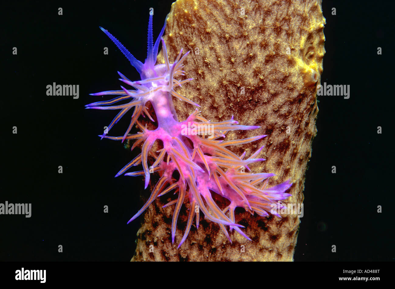 Sea slug, Flabellina affinis, Mediterranean Sea Stock Photo