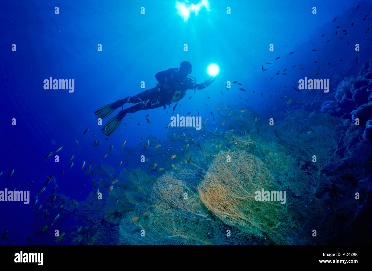 Diver swimming above a Gorgonia (Scleraxonia), Australia Stock Photo