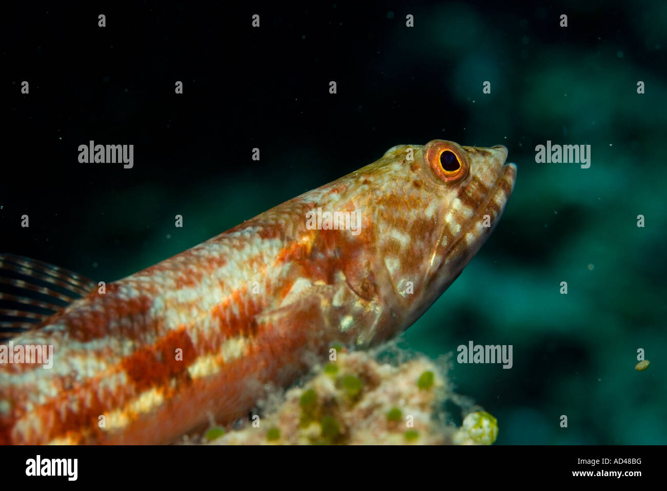 Reef lizardfish (Synodus variegatus), Indonesia Stock Photo