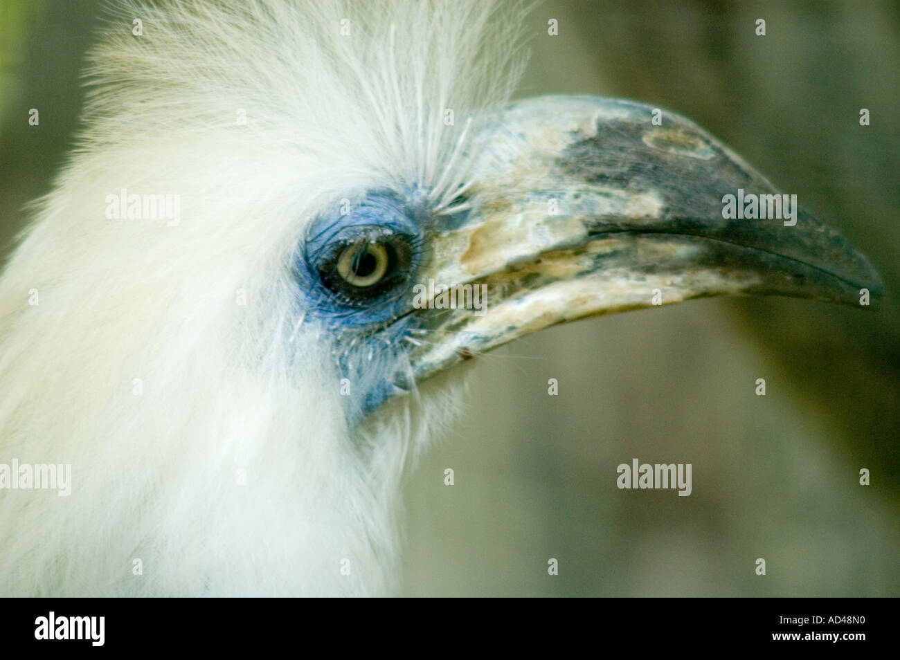 close up of White Crowned Hornbill Stock Photo