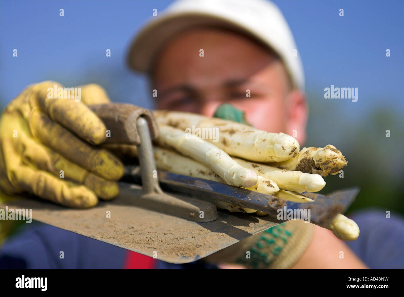 Helpers harvest asparagus, Hessen, Germany. Stock Photo