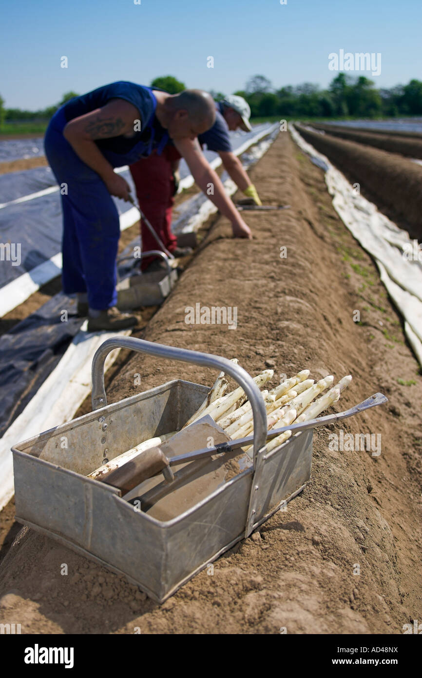 Helpers harvest asparagus, Hessen, Germany. Stock Photo