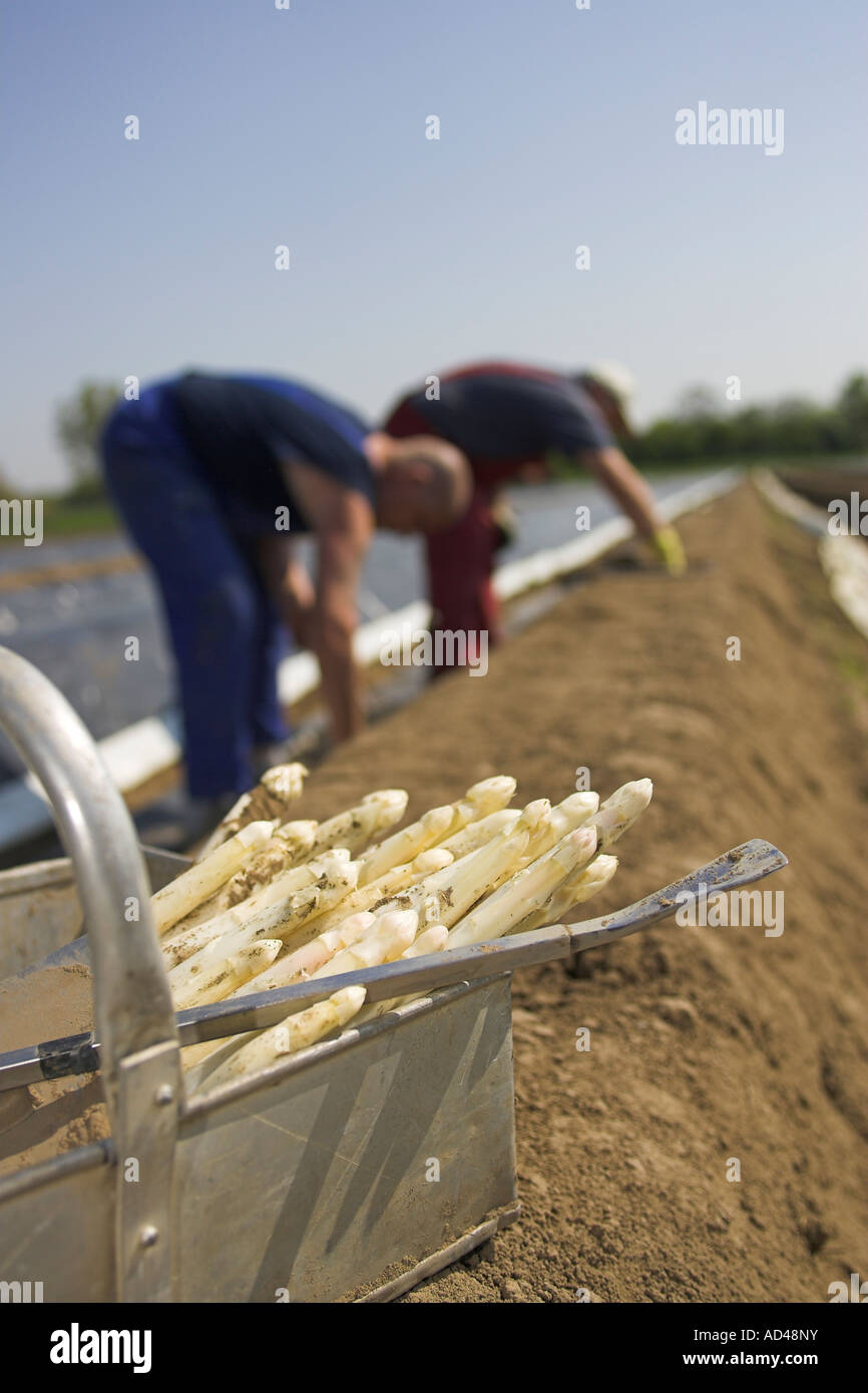 Helpers harvest asparagus, Hessen, Germany. Stock Photo