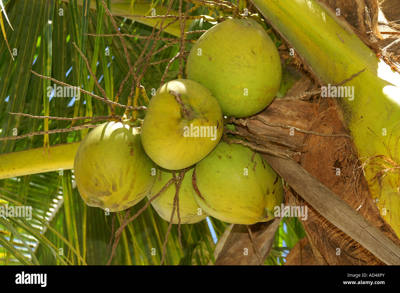 Coconuts, Trou aux Biches, Mauritius, Africa Stock Photo - Alamy
