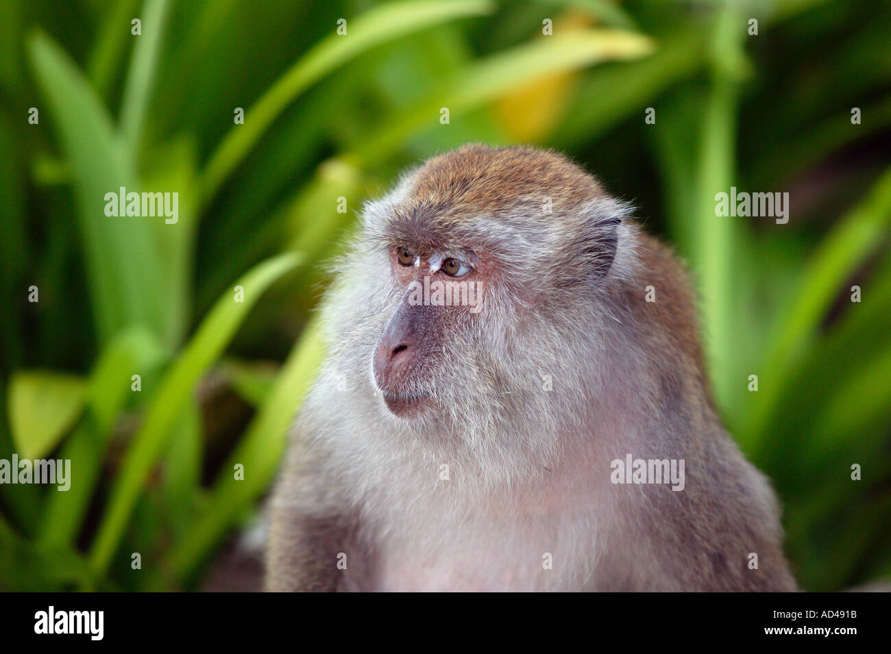 Macaque Monkeys Langkawi Malaysia Stock Photo Alamy