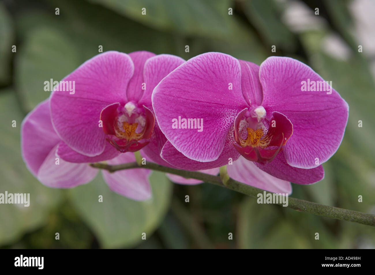 Pair orchids hi-res stock photography and images - Alamy