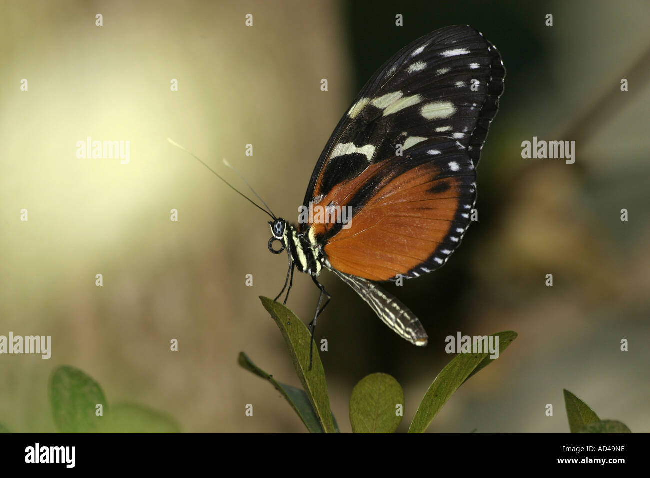 A butterfly with orange, black, and white markings Stock Photo Alamy
