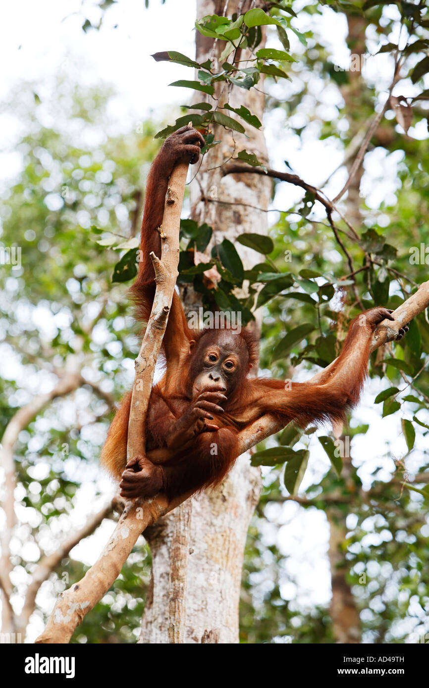 Orang-Utan (Pongo pygmaeus) in Tanjung Putting national park, Central-Kalimantan, Borneo, Indonesia Stock Photo