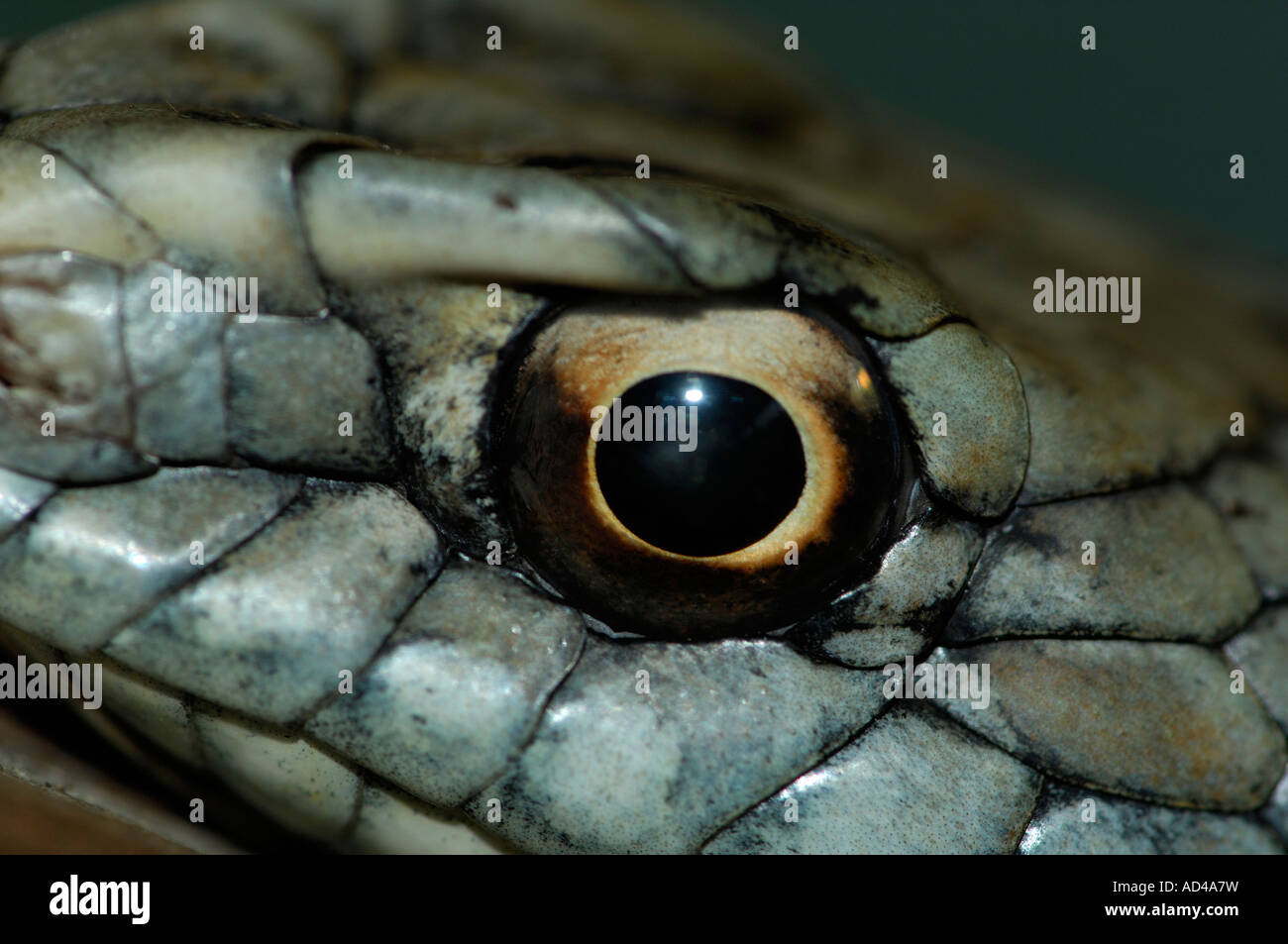 Eye of a snake Stock Photo