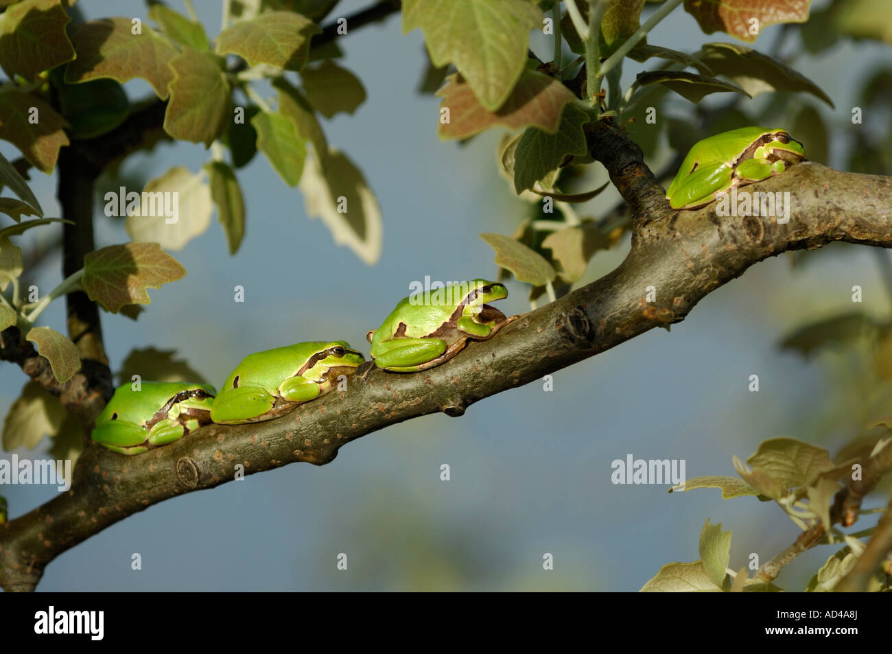 European treefrogs (Hyla arborea) sitting on a branch Stock Photo