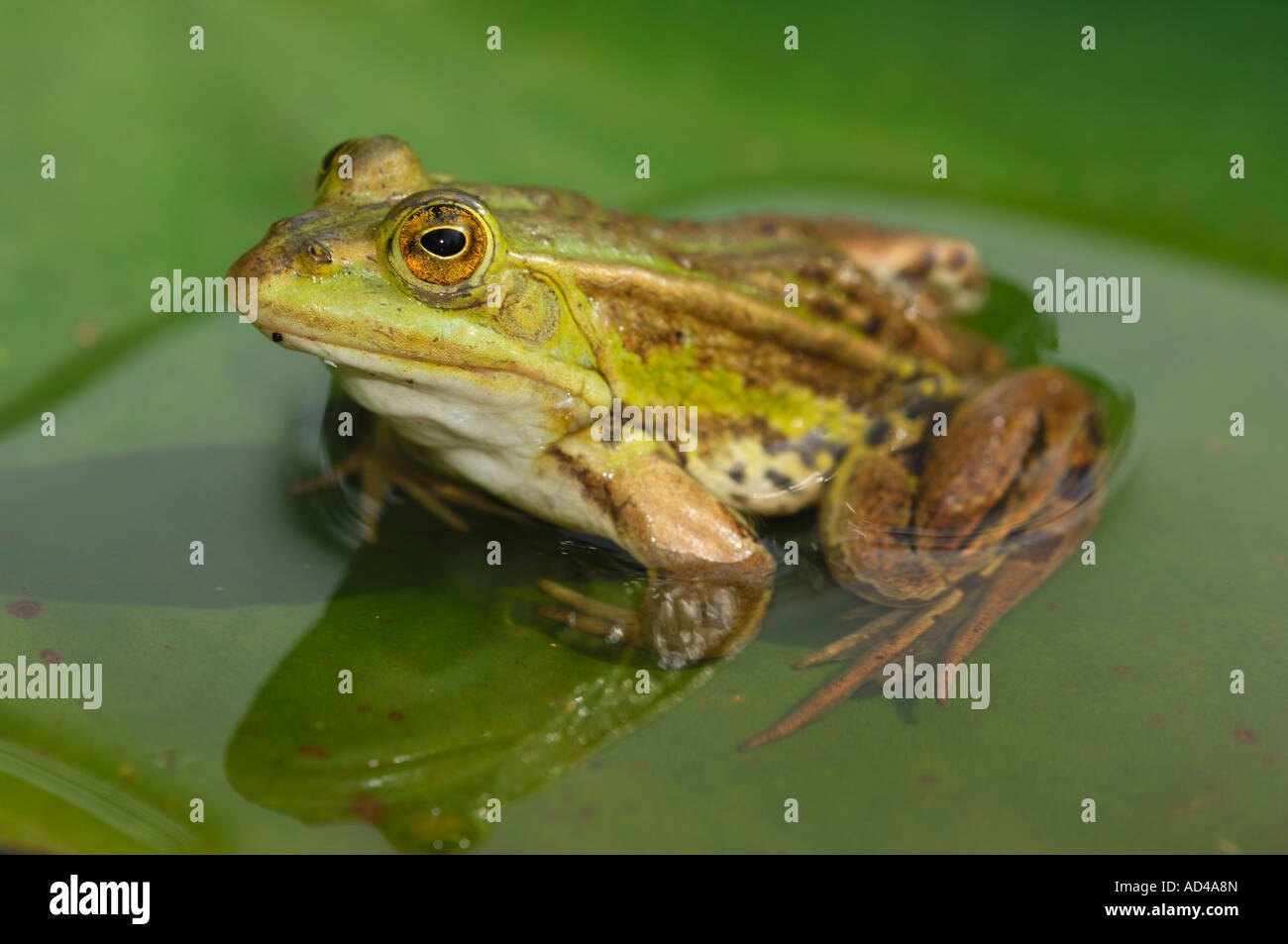Portrait of an edible frog (Rana esculenta) Stock Photo