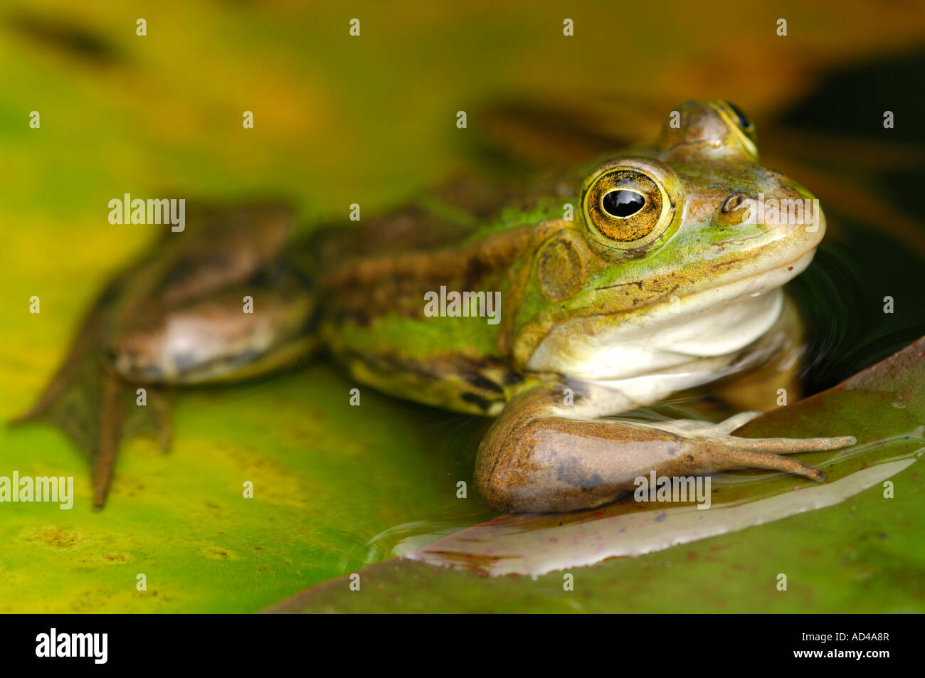 Portrait of an edible frog (Rana esculenta) Stock Photo