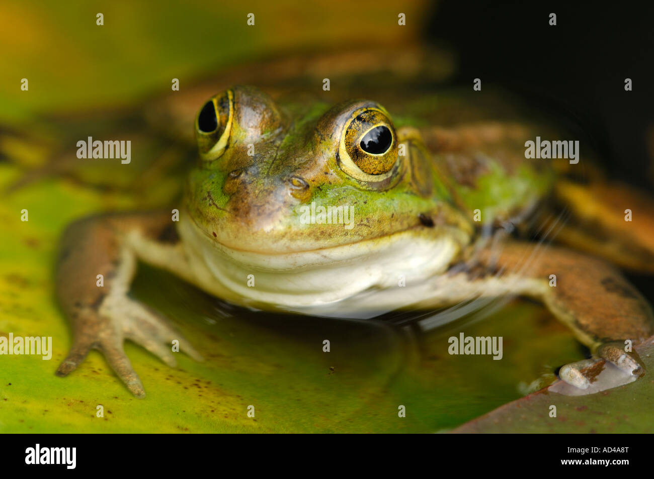 Portrait of an edible frog (Rana esculenta) Stock Photo