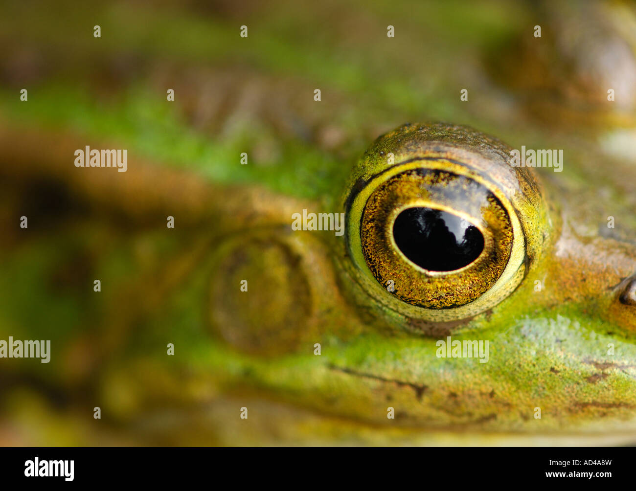 Eye of an edible frog (Rana esculenta) Stock Photo