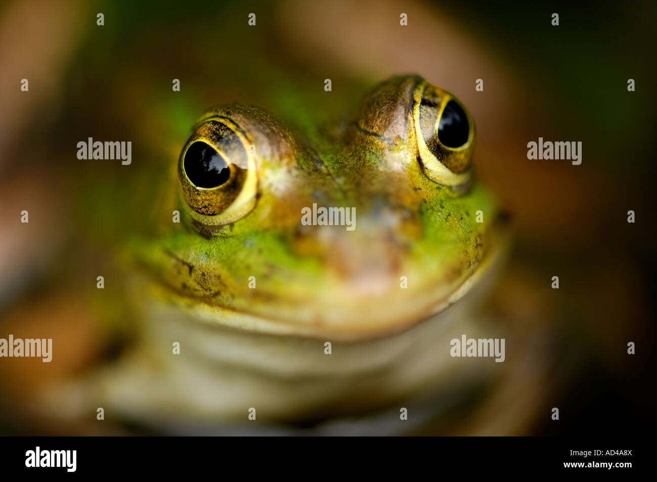 Edible frog (Rana esculenta) Stock Photo