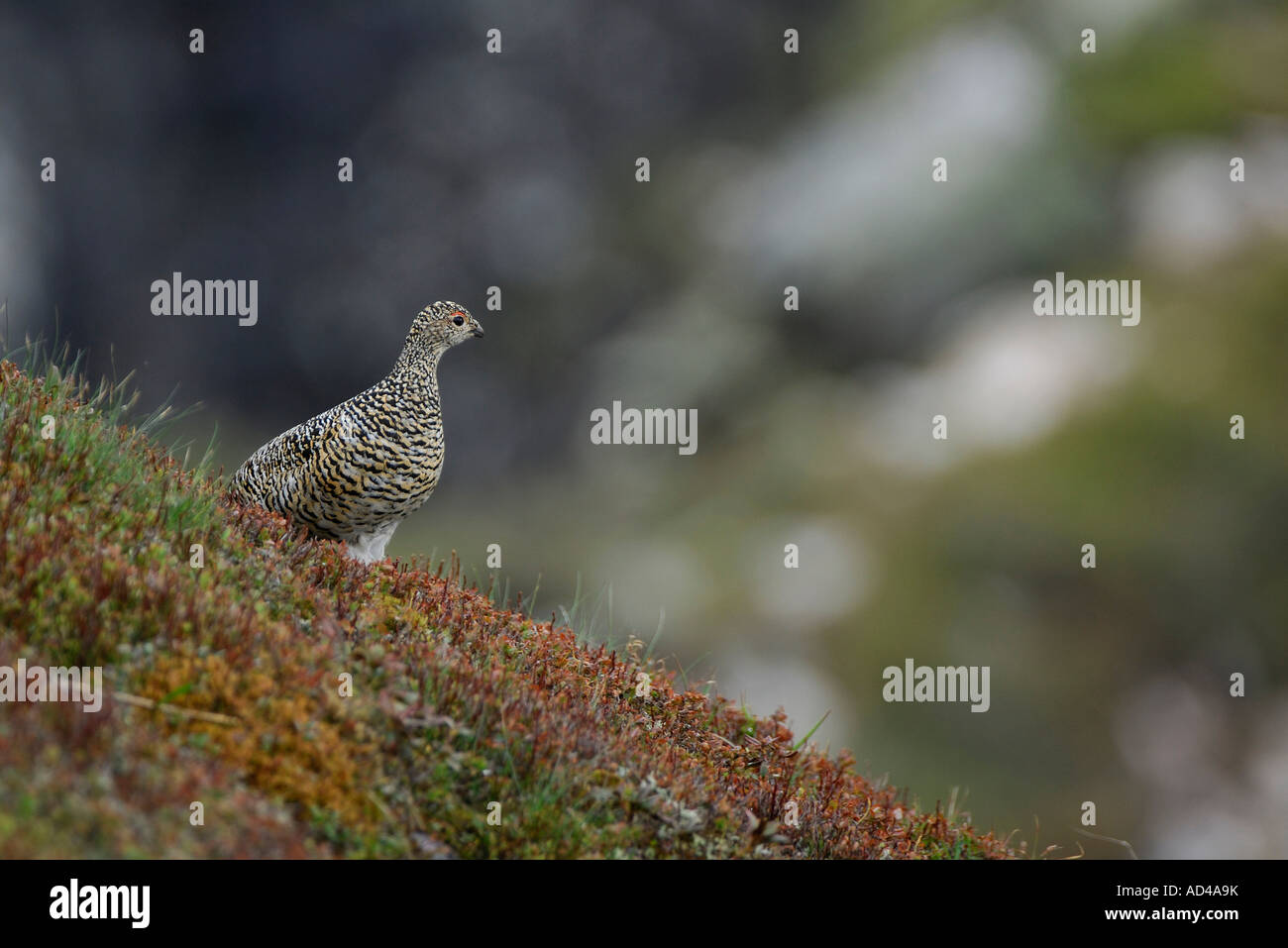 Female Rock Ptarmigan (Lagopus mutus), Bernese Oberland, Switzerland Stock Photo