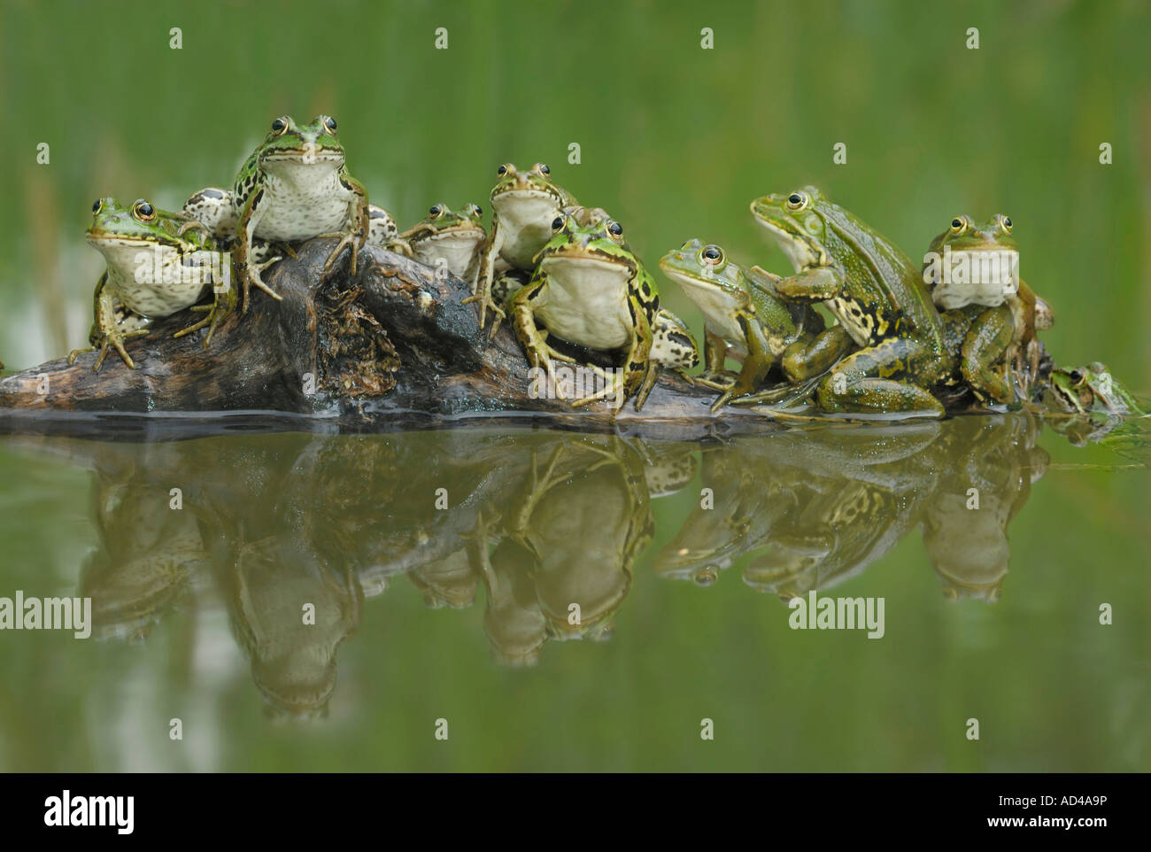 A group of edible frogs (Rana esculenta) with reflection in a pool Stock Photo