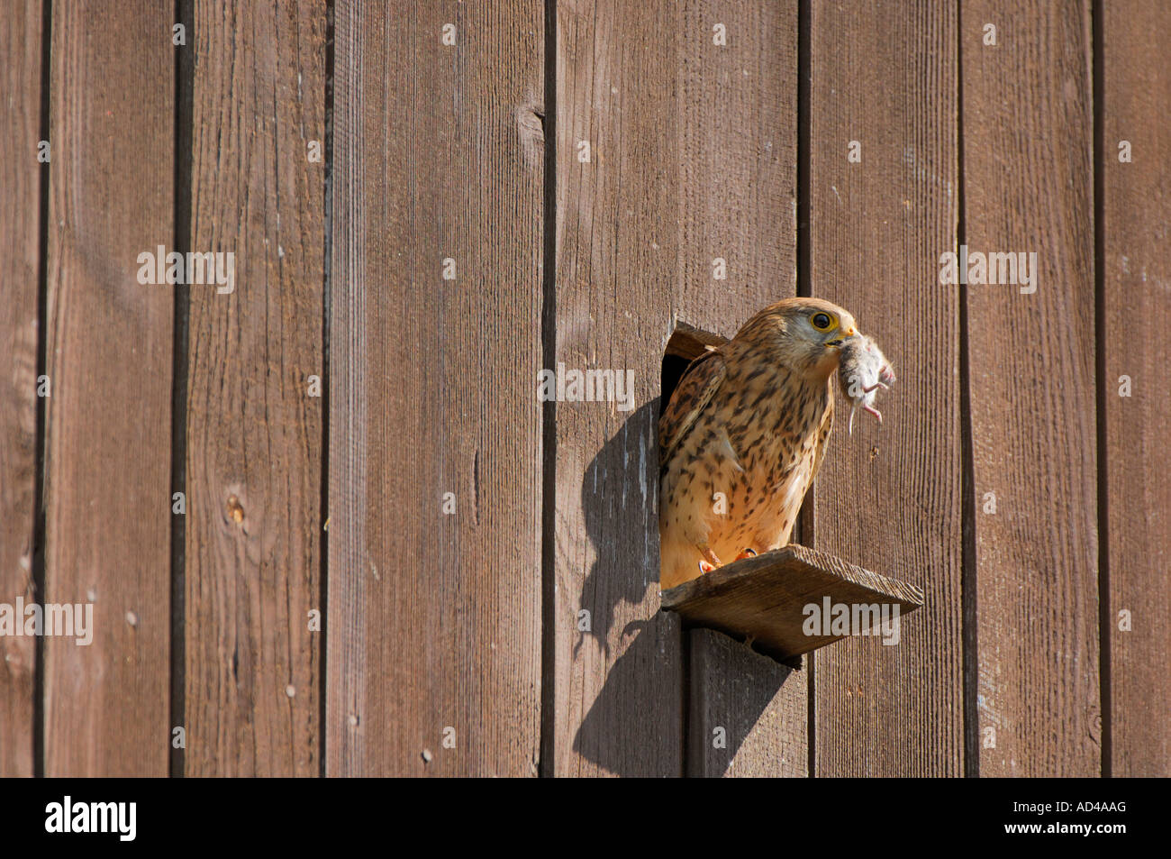 Common kestrel (Falco tinnunculus) with prey in its bill Stock Photo