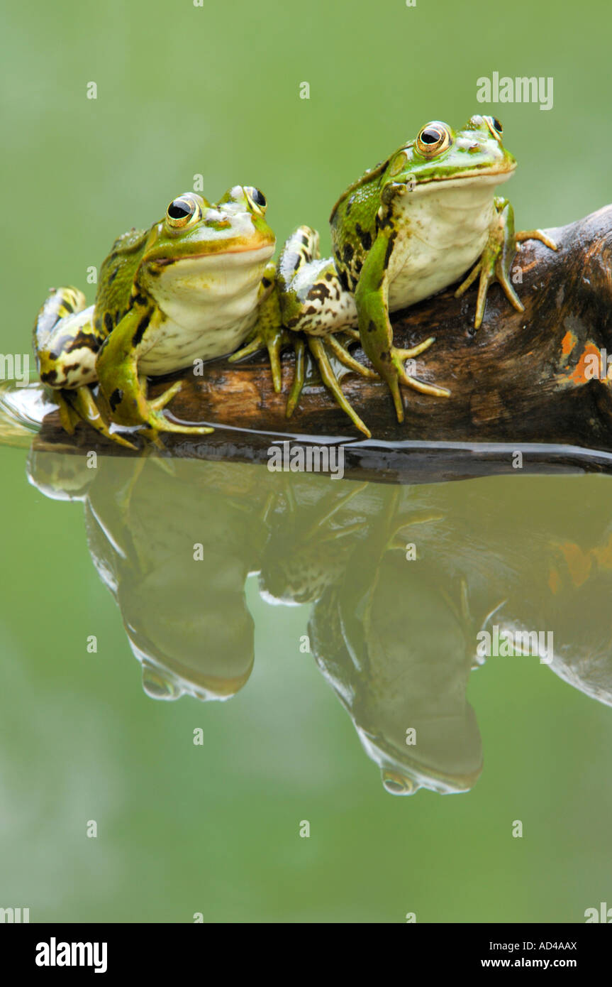 Edible frogs (Rana esculenta) with reflection Stock Photo
