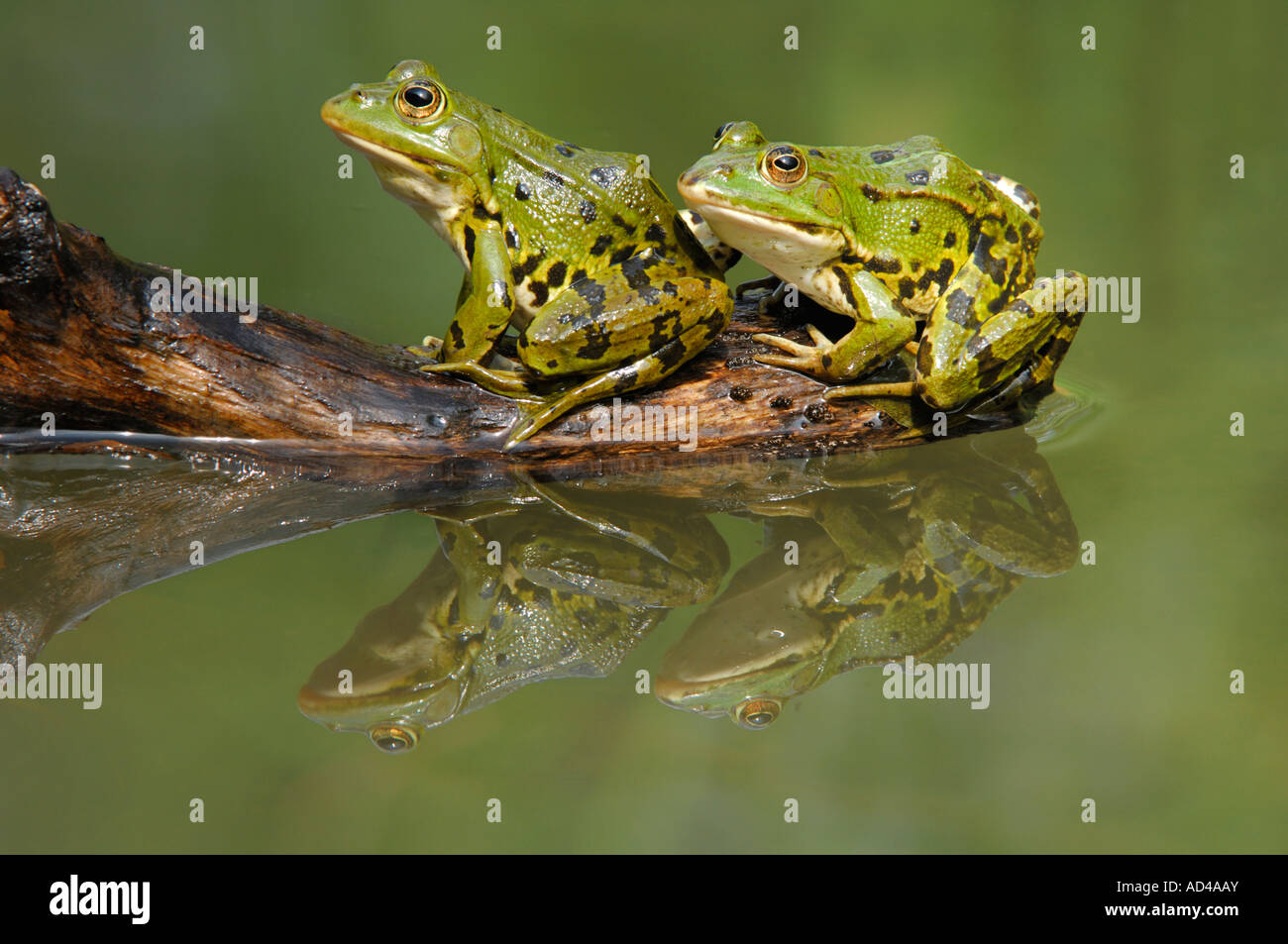 Edible frogs (Rana esculenta) with reflection Stock Photo