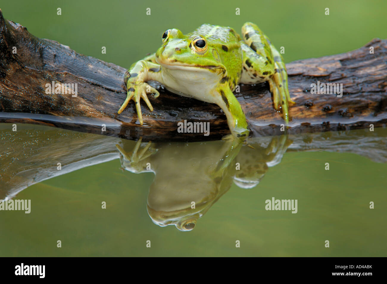 Edible frog (Rana esculenta) with reflection Stock Photo