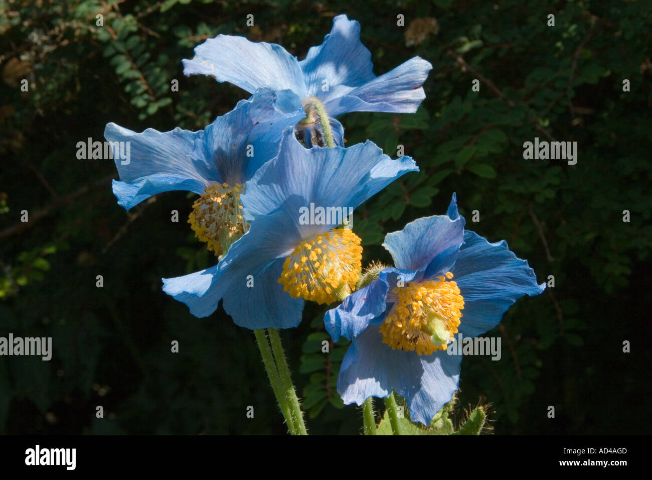 Blue Meconopsis betonicifolia, also known as Meconopsis baileyi and the Himalayan blue poppy, growing in Aberdeenshire, Scotland, UK Stock Photo