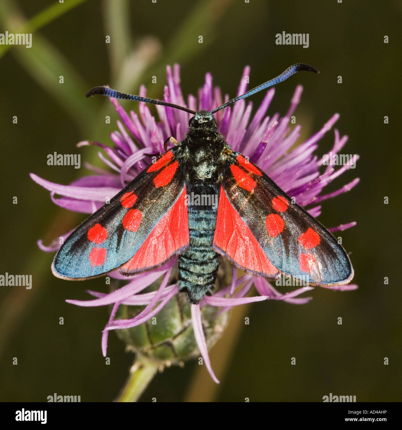 Six spot burnet moth (Zygaena filipendulae) Stock Photo