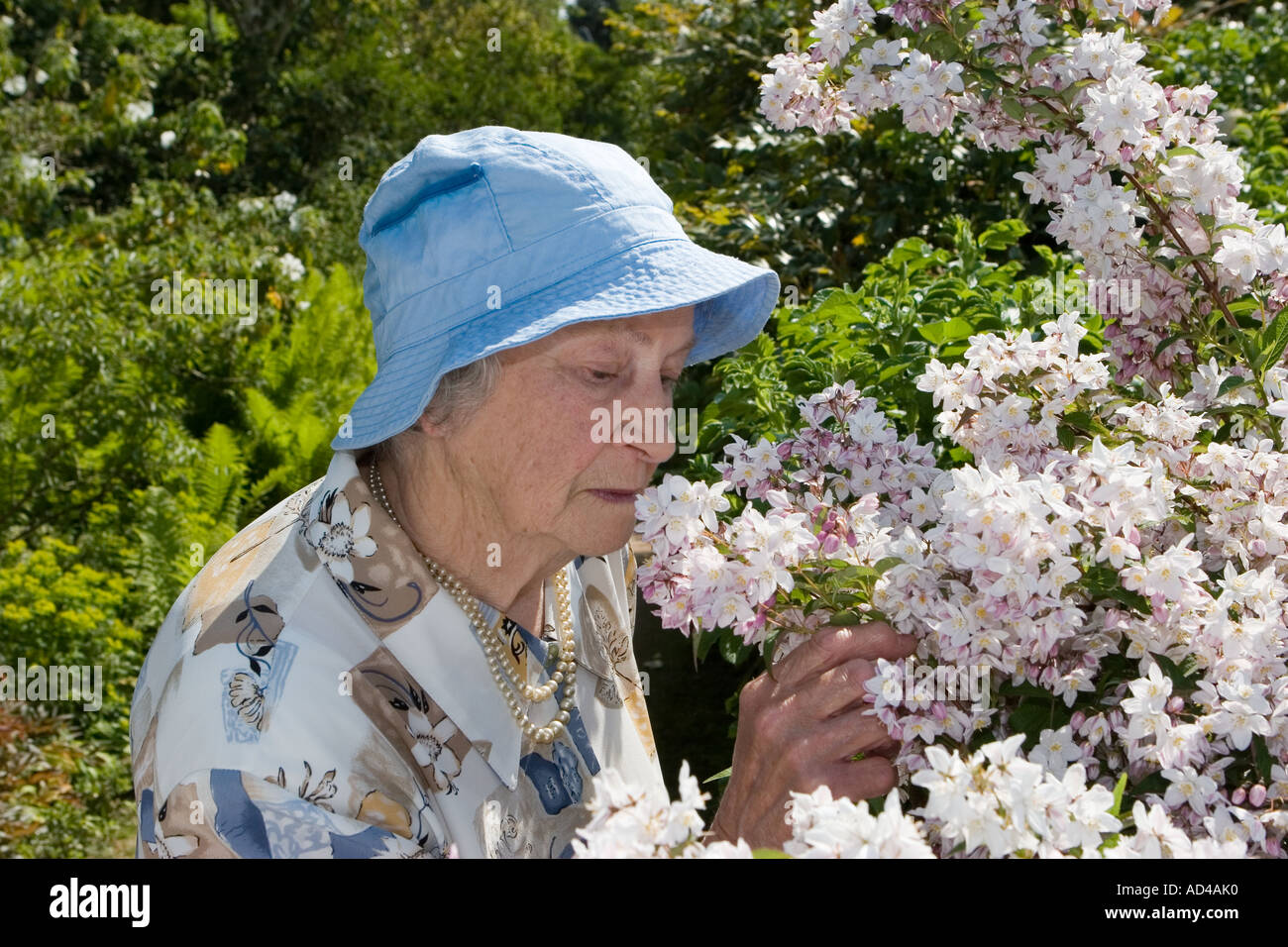 Old lady  Woman smelling fragrant flowers Aberdeenshire, Cairngorms National Park, Royal Deeside Scotland uk Stock Photo