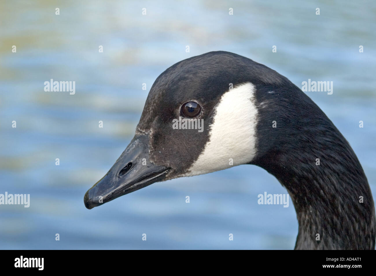 Canada Goose head (Branta canadensis) London, UK Stock Photo - Alamy