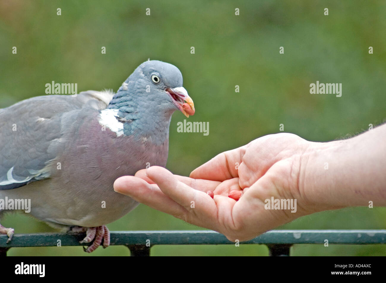 Pigeon Human Contact High Resolution Stock Photography And Images Alamy