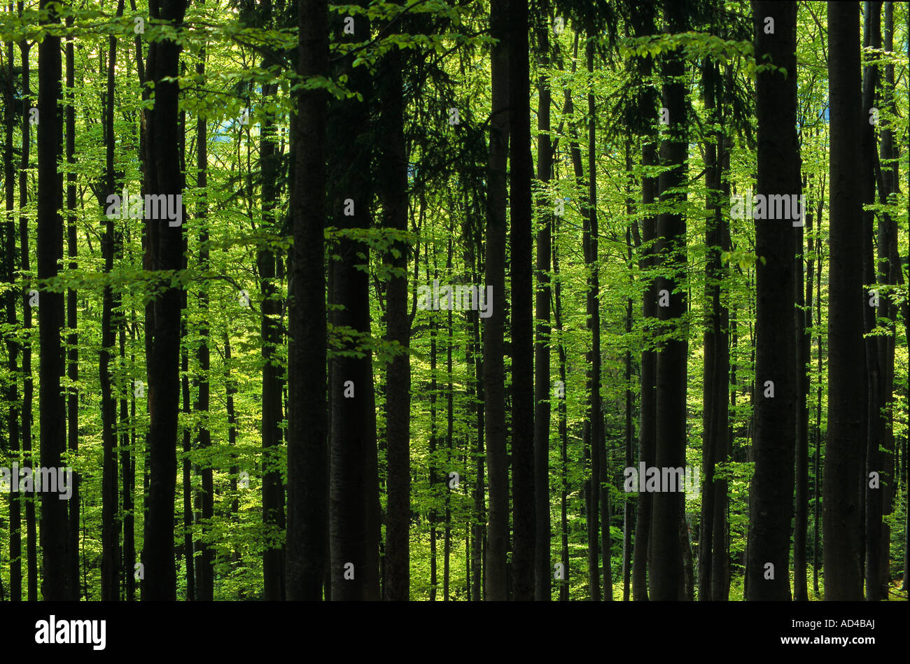 Beech forest in spring, time of proliferation, Bavarian Forest, Bavaria, Germany Stock Photo