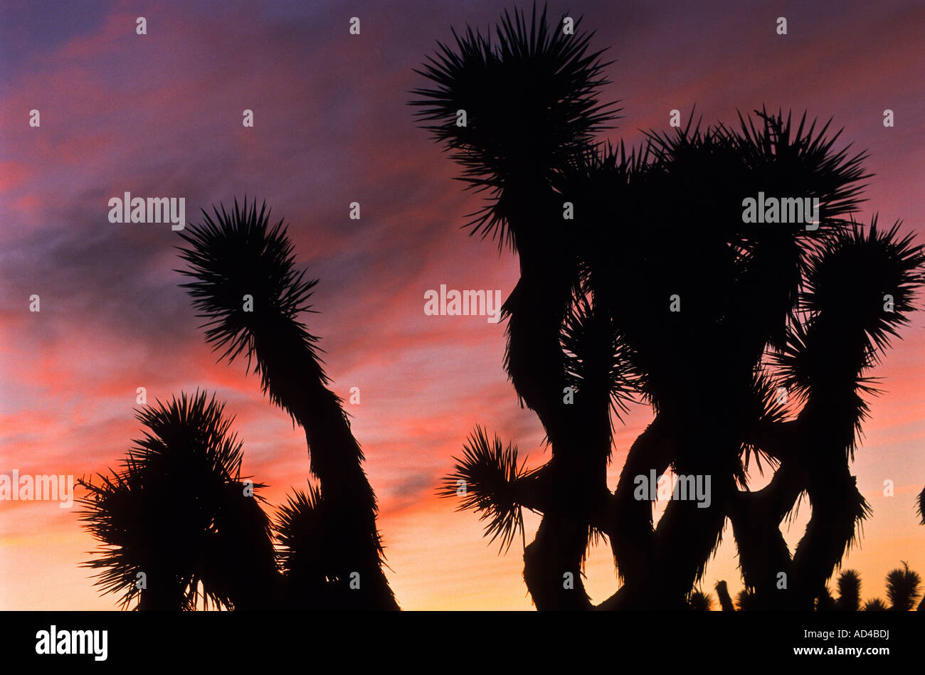 Yoshua Tree, California, United States of America, USA Stock Photo