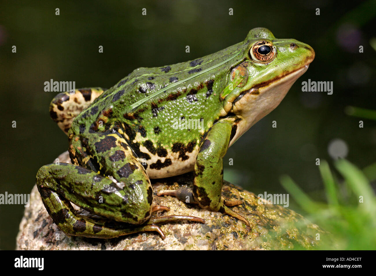 Froschbilder hi-res stock photography and images - Alamy