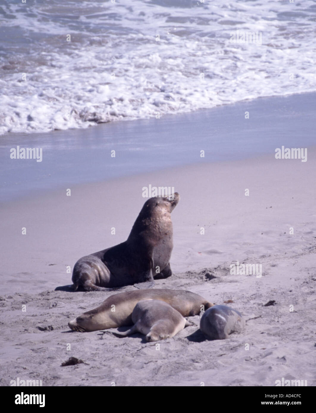 Seal bay conservation park kangaroo island hires stock photography and