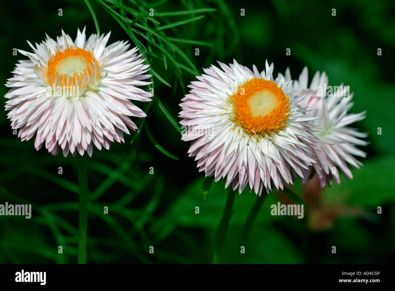Flowering straw daisy - paper daisy (Helichrysum bracteatum) Stock Photo