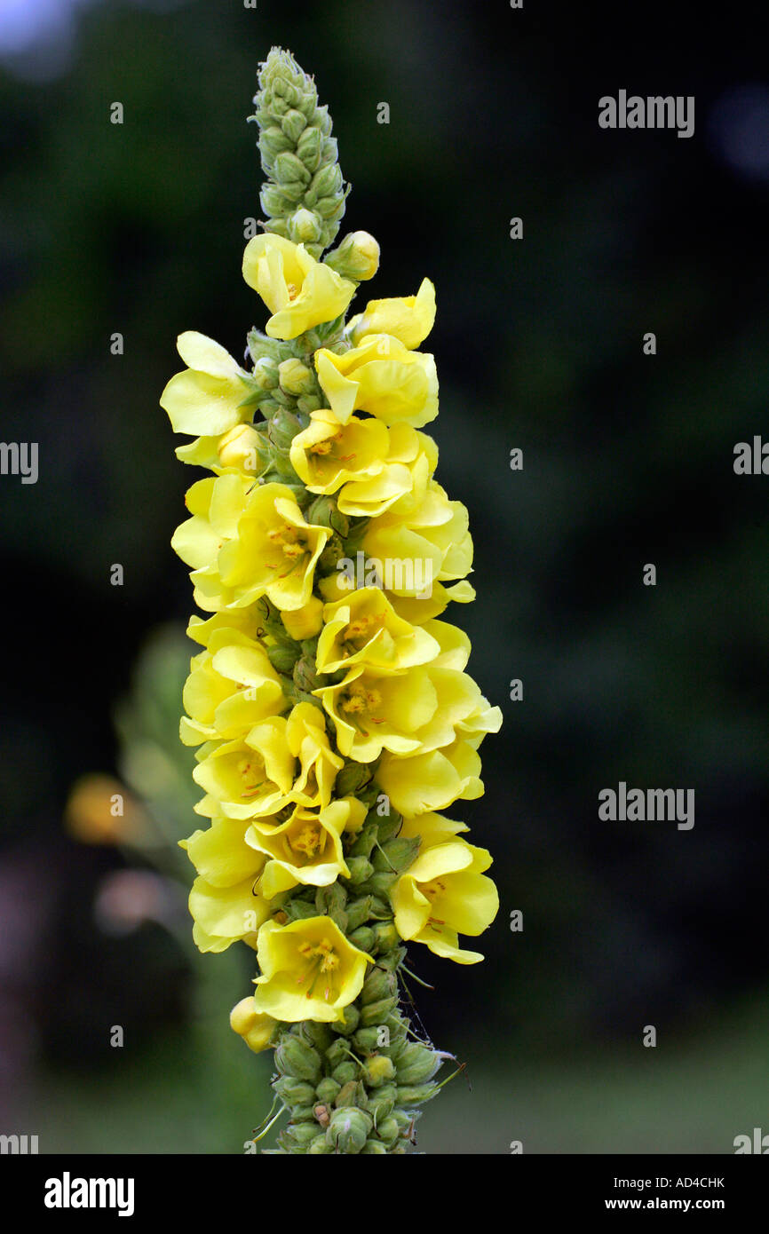 Flowering white mullein - aaron´s rod (Verbascum thapsus) Stock Photo