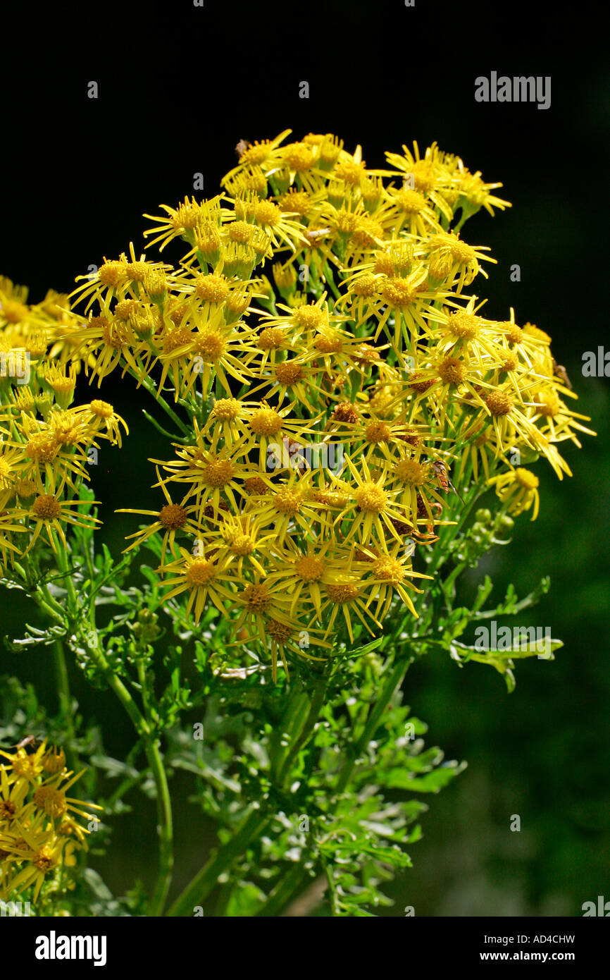 Blooming jacobea - staggerwort - poisonous plant (Senecio jacobaea) Stock Photo