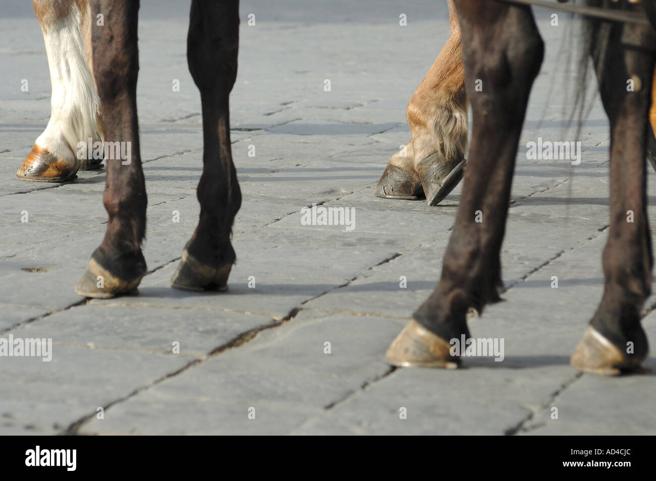 Horse leg and hoof Stock Photo Alamy