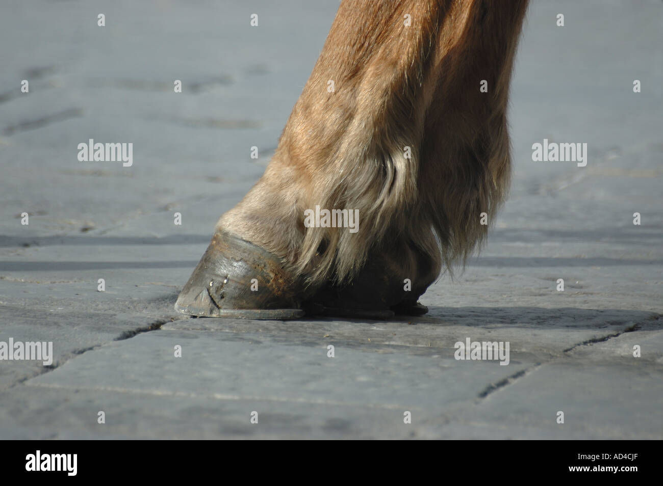 Horse leg and hoof Stock Photo Alamy