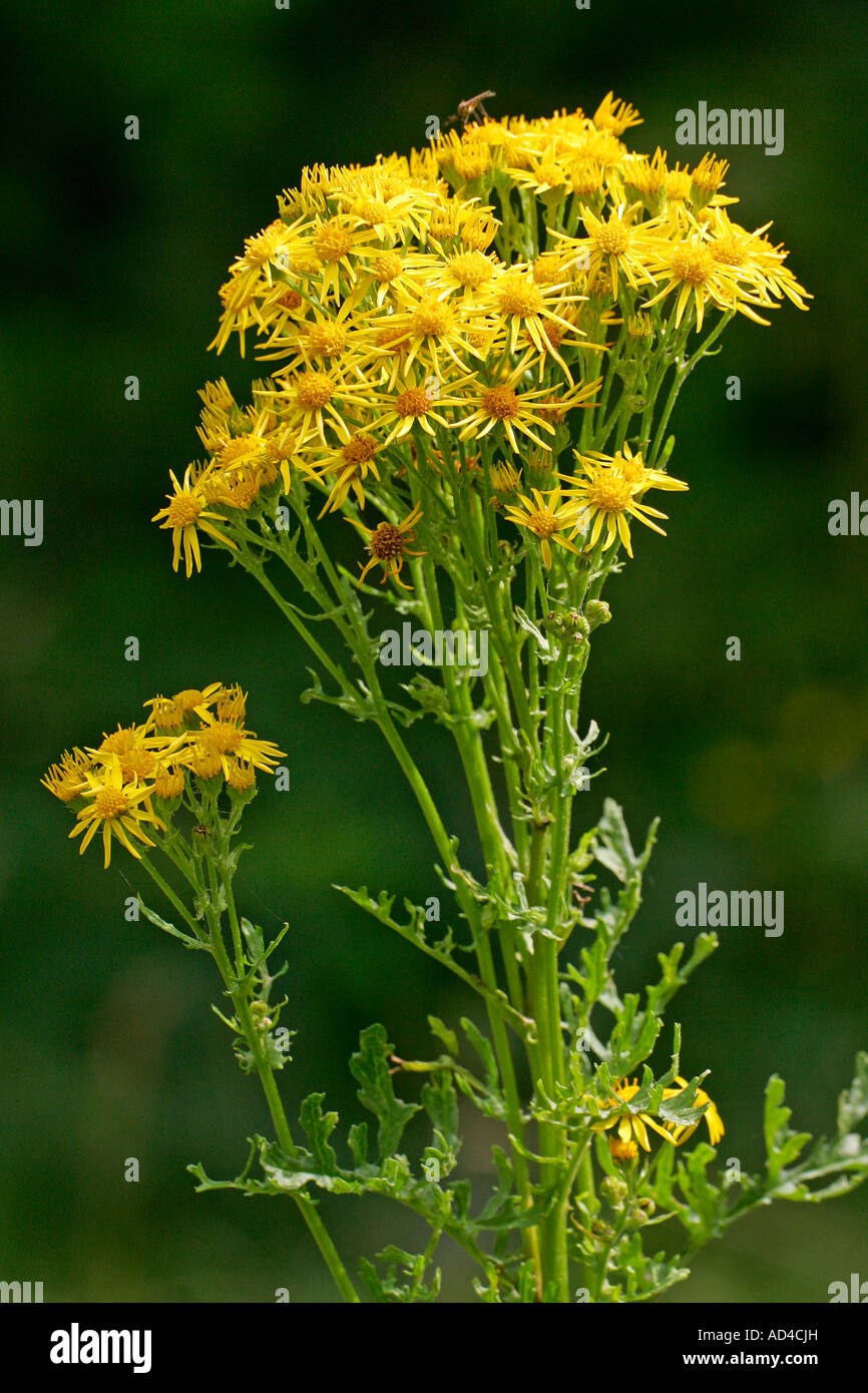 Blooming jacobea - staggerwort - poisonous plant (Senecio jacobaea) Stock Photo