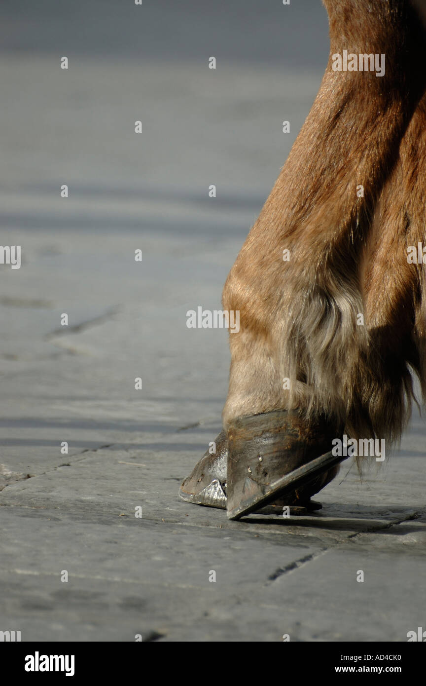 Horse leg and hoof Stock Photo Alamy