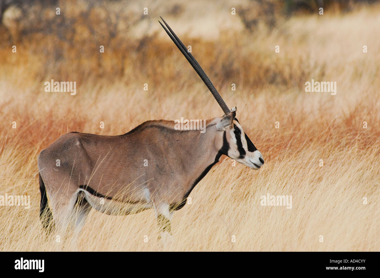 Price to Bow Hunt Gemsbuck in South Africa - Gemsbok Hunt, image size:1300x953