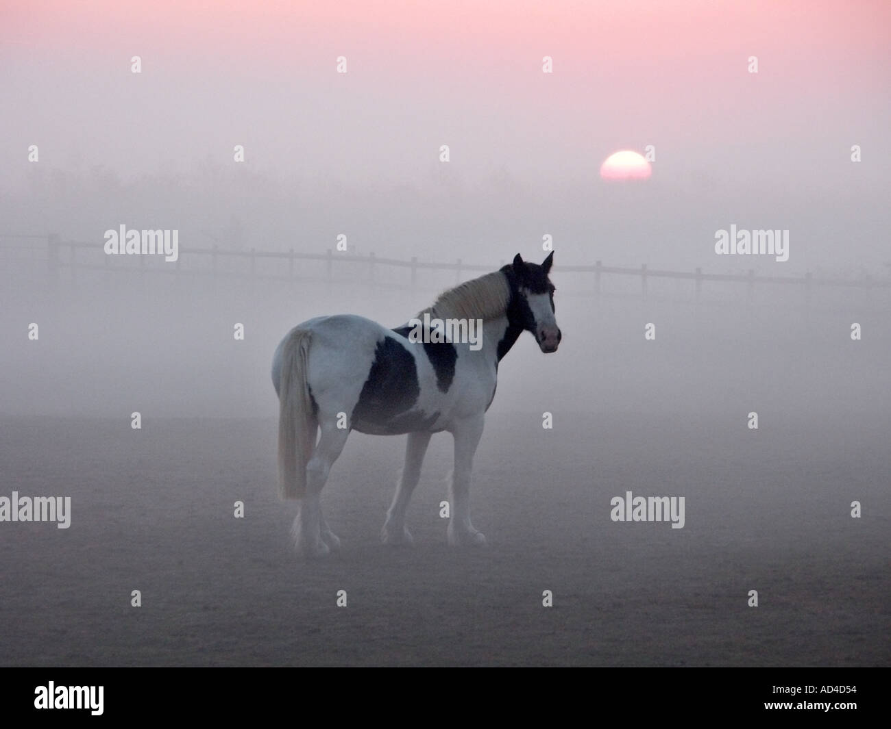 East Mersea Essex horse in field surrounded by mist at dawn with sunrise over nearby River Colne Stock Photo