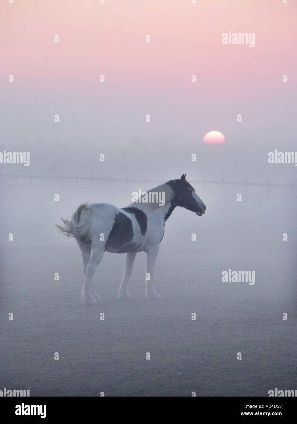 East Mersea island in Essex horse in field surrounded by mist at dawn
