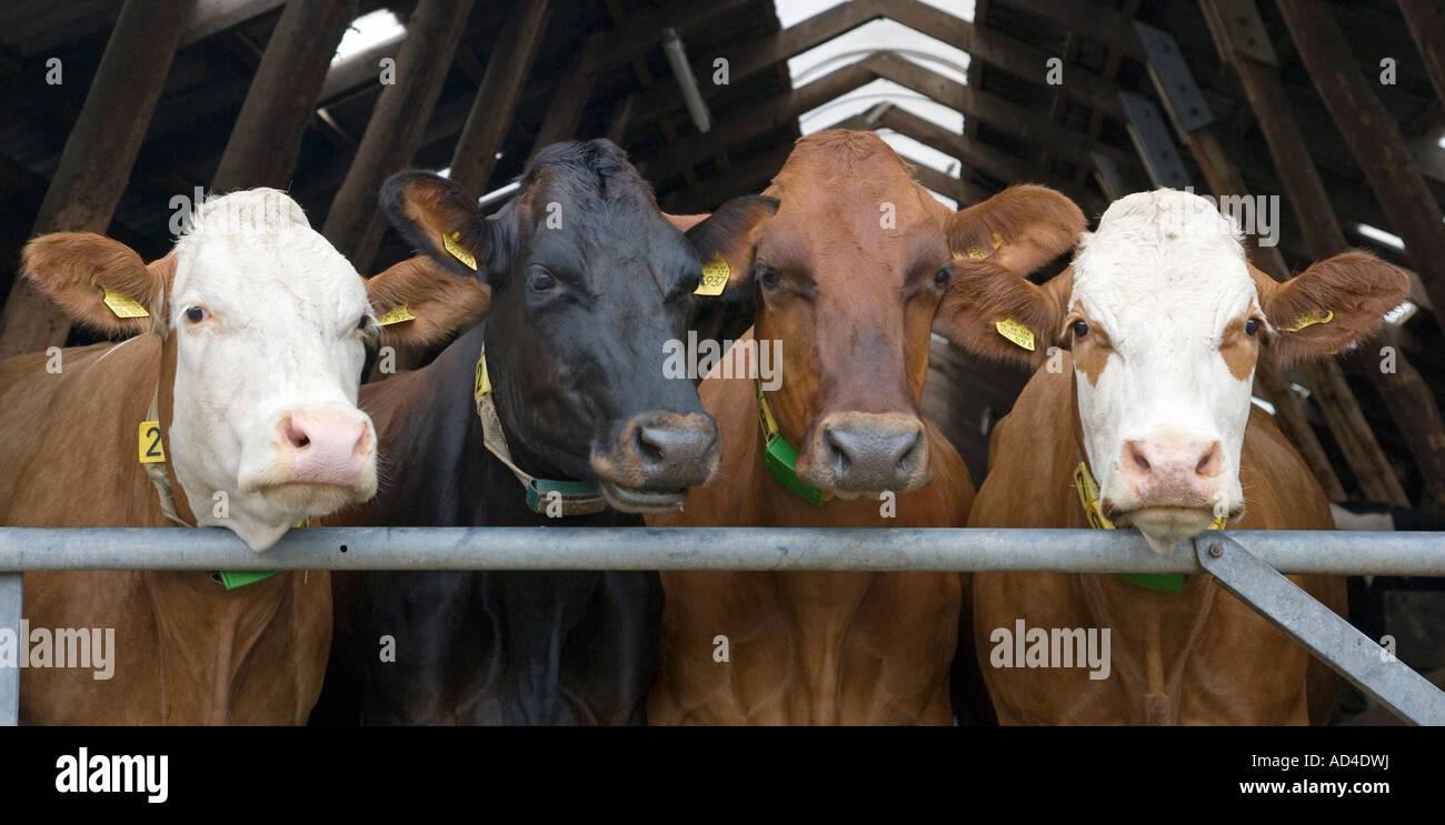 4 curious cows in their barnstable Stock Photo
