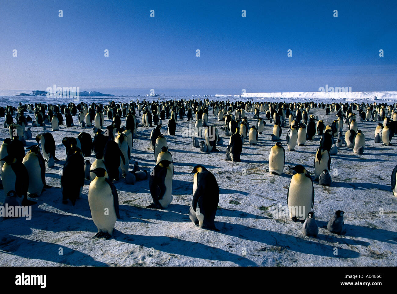 The Emperor penguin colony at Halley bay Antarctica Stock Photo Alamy
