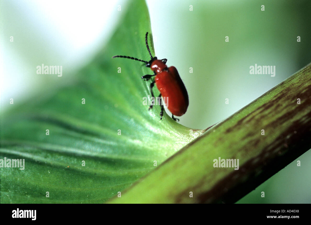 Lily Beetle, Lilioceris Lilii , Red beetle UK Stock Photo