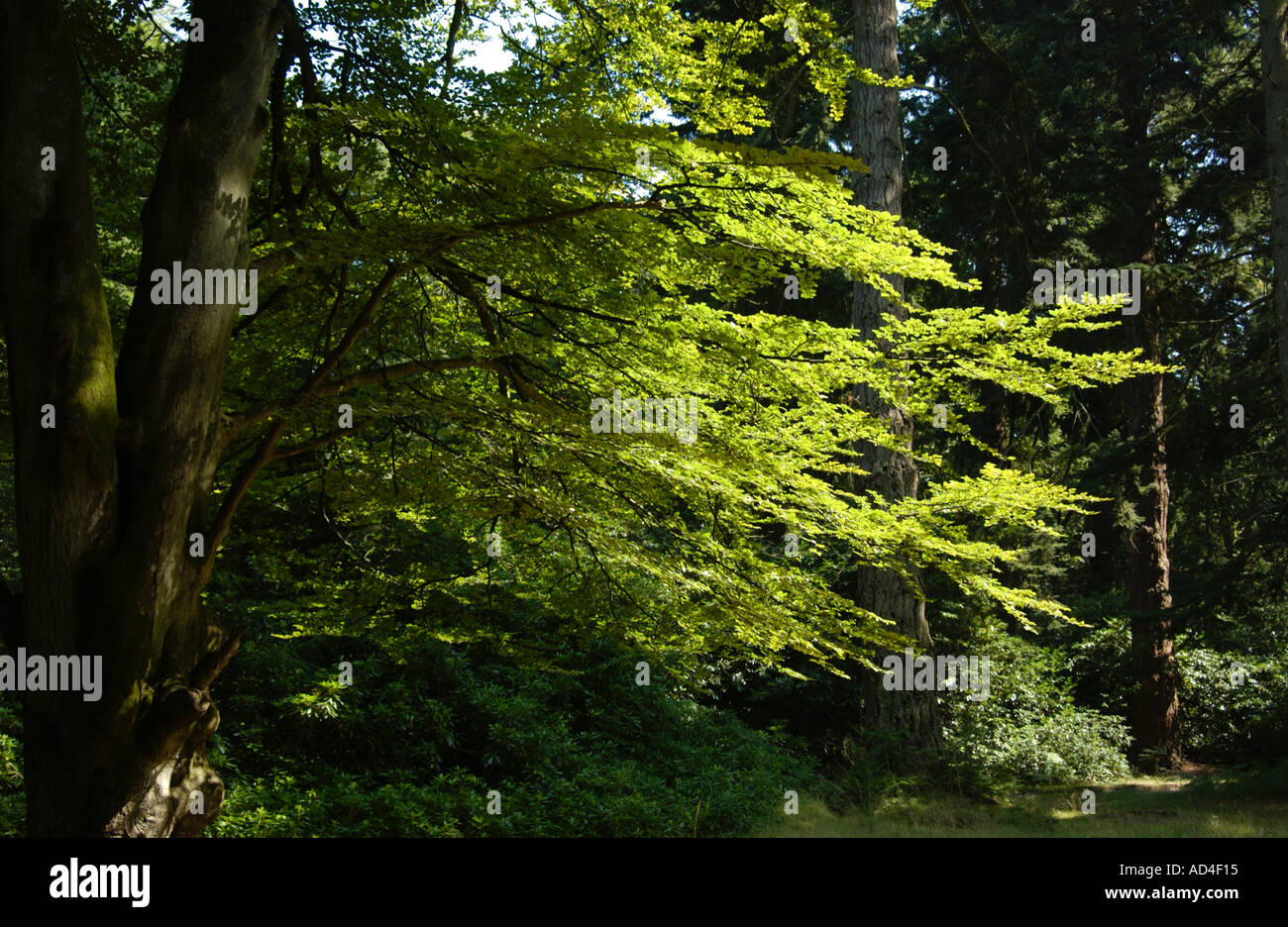 Leafy shade tree in hi-res stock photography and images - Alamy