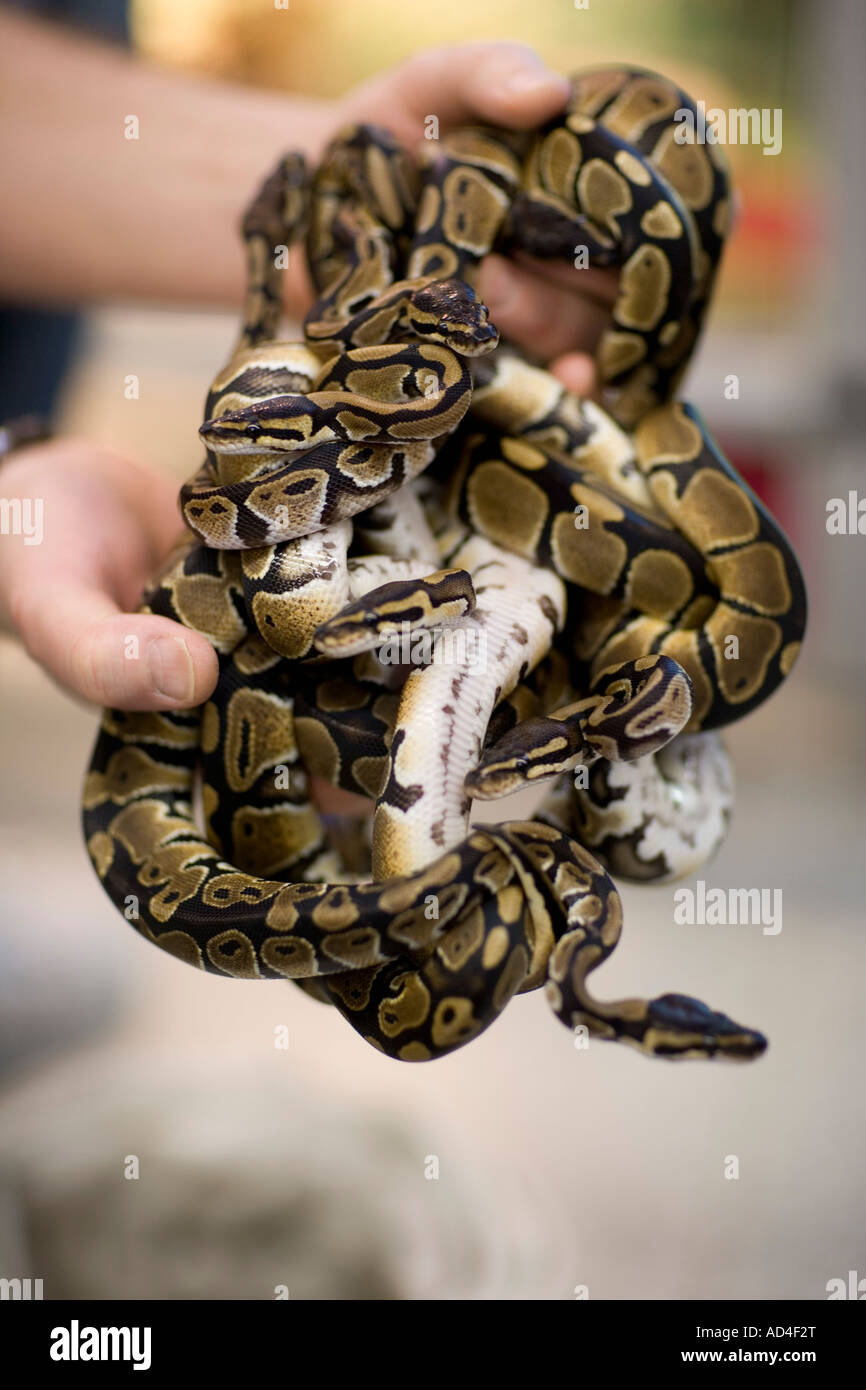 Close-up of a man holding a group of pythons Stock Photo
