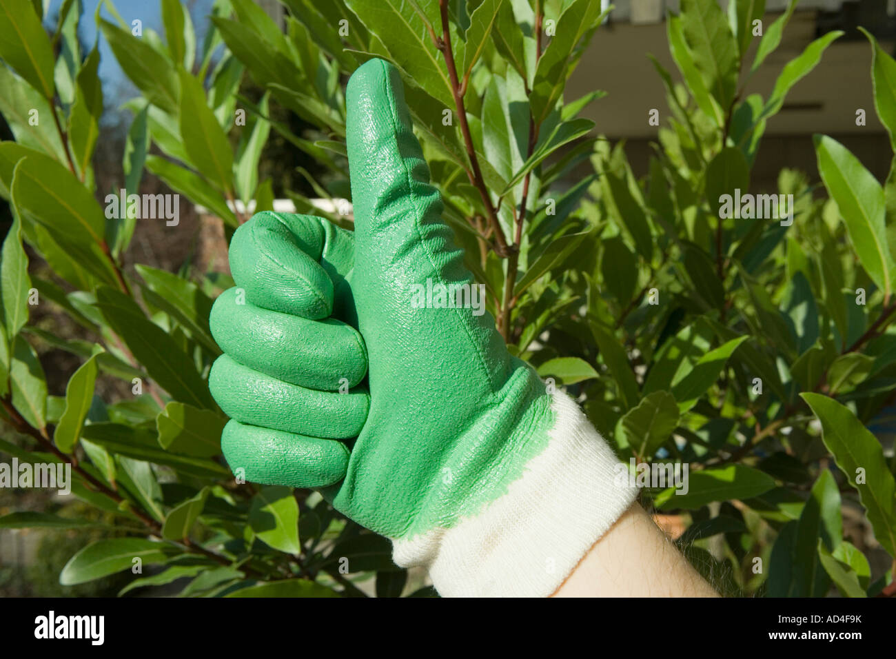 Hand wearing a gardening glove showing thumbs up Stock Photo